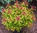 Tawuła japońska (Spiraea japonica) Magic Carpet [Walbuma]